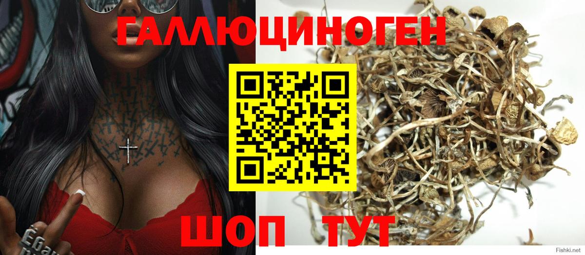хочу   Псилоцибиновые грибы Cubensis  Вход с VPN  Псилоцибиновые грибы MAGIC MUSHROOMS  Губаха 